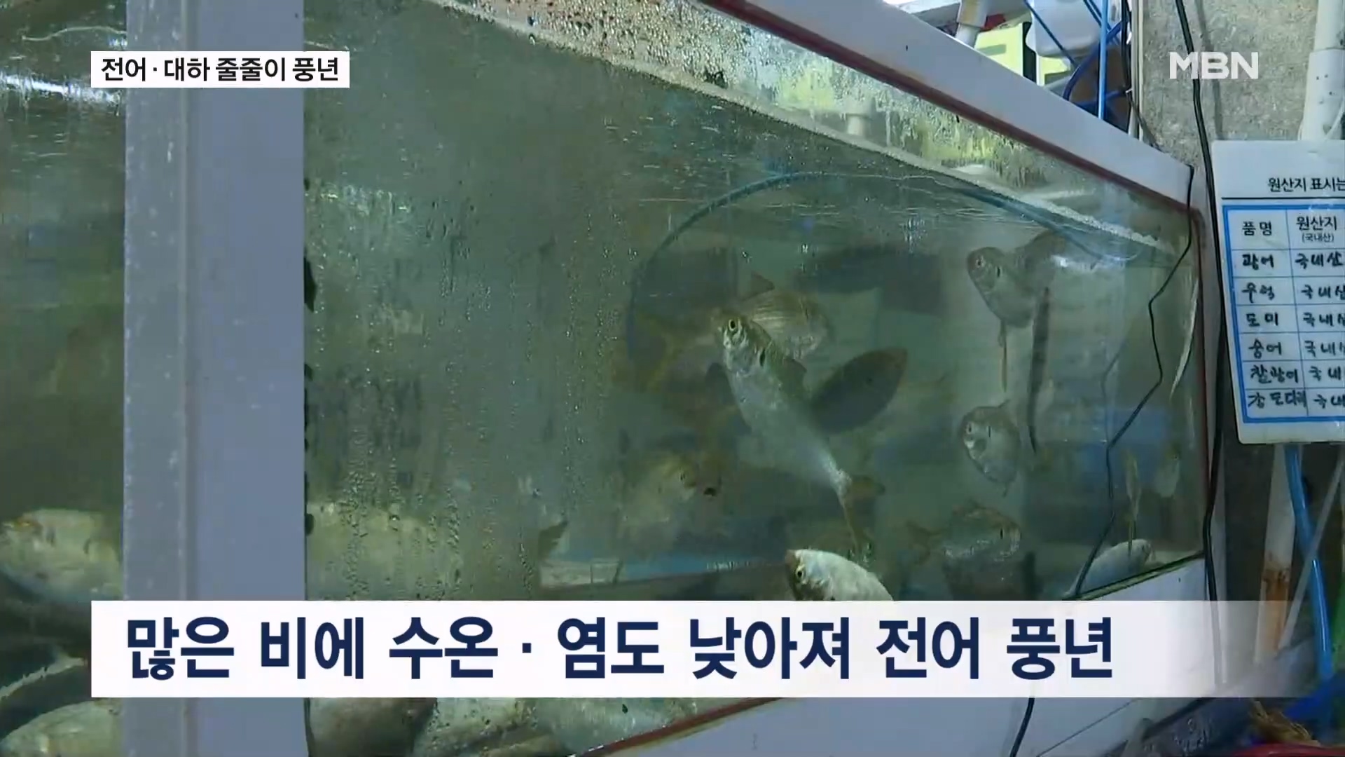 [0917 MBN 뉴스7]'전어 풍년'에 작년의 반값으로 뚝…살 오른 대하도 엄지 척